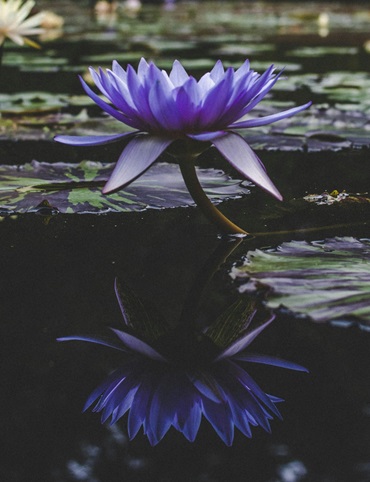 Purple lotus flower